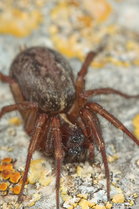 Femmina di Lycosoides coarctata (Agelenidae) - Malta